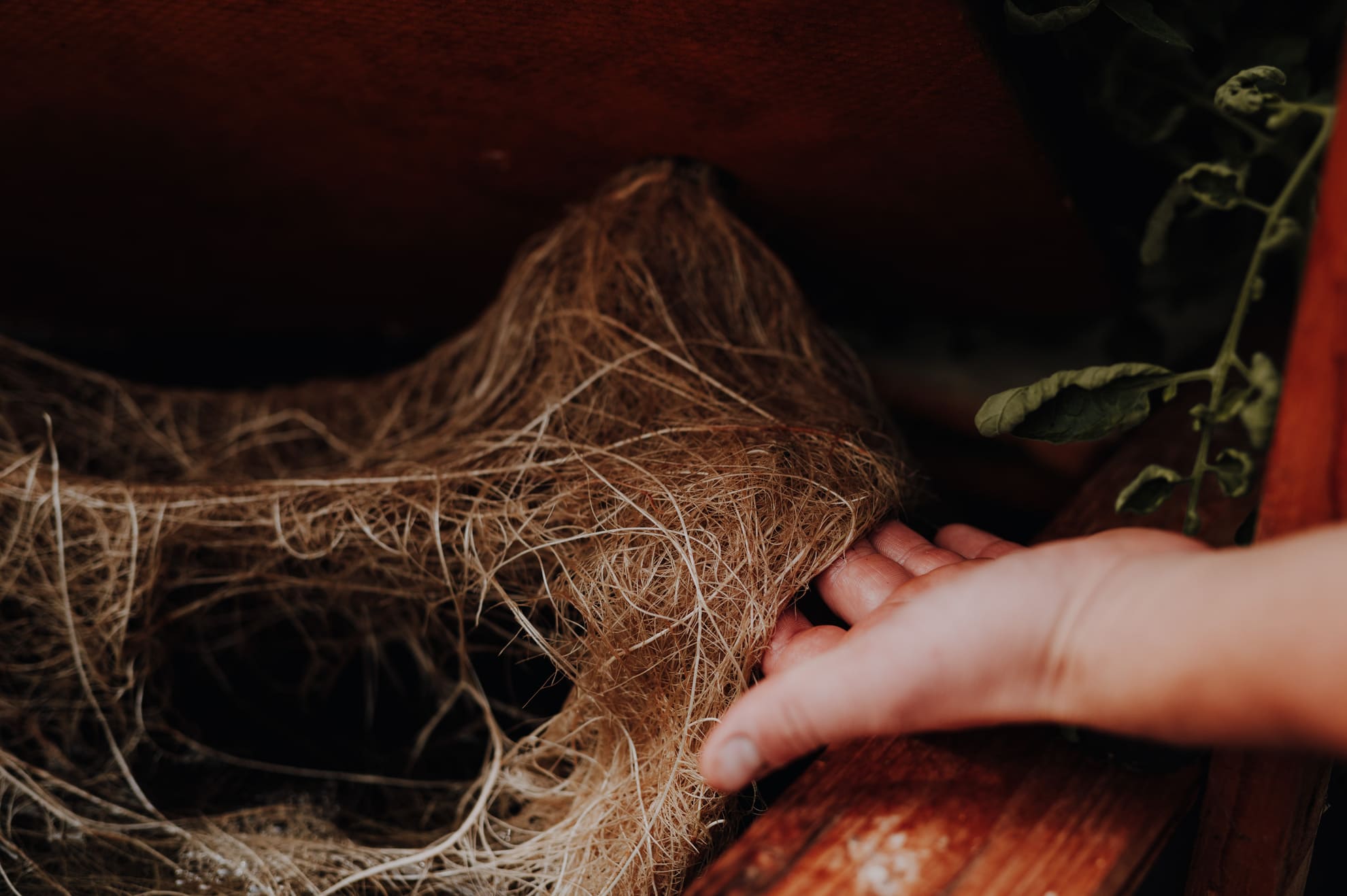 Pflanzenwurzeln im Aquaponik-System